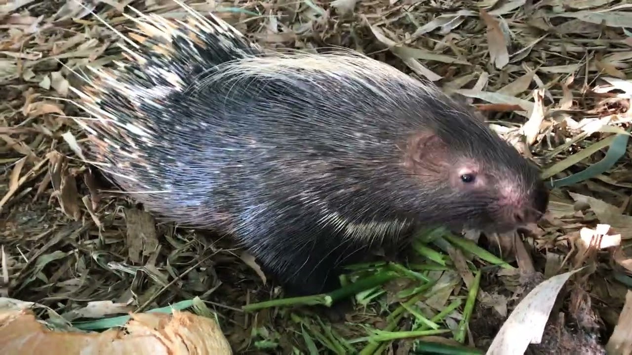 1.porcupine.#porcupine#wild animal#