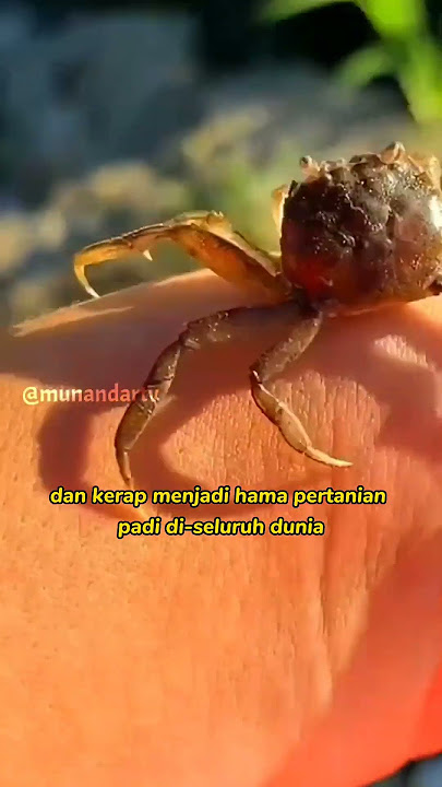 Mina Padi bersama kepiting sawah di China #munandartv