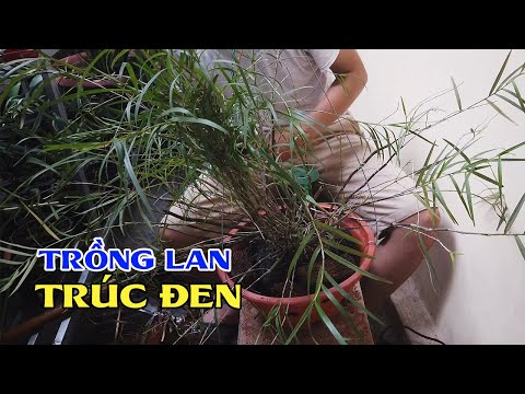 Hướng dẫn ghép Lan Trúc Đen nhanh ra rễ | Foci