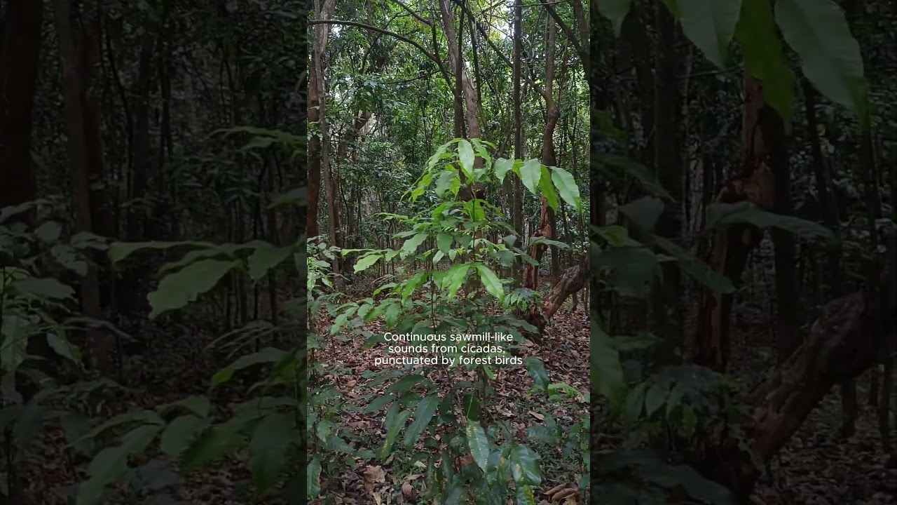 Therapy Forest