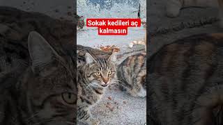 Sokak Kedi̇leri̇ Aç Kalmasin Resimi