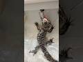 ヤバすぎwww #reptile #爬虫類 #reptiles