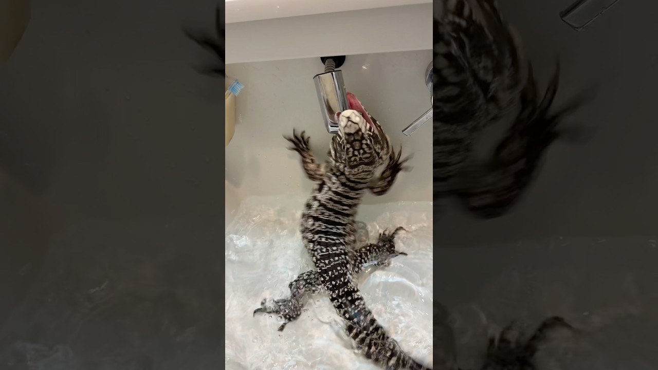 ヤバすぎwww #reptile #爬虫類 #reptiles