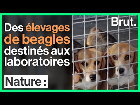 Vidéo: Beagles qui ont passé toute leur vie dans une expérience de laboratoire pour la première fois.