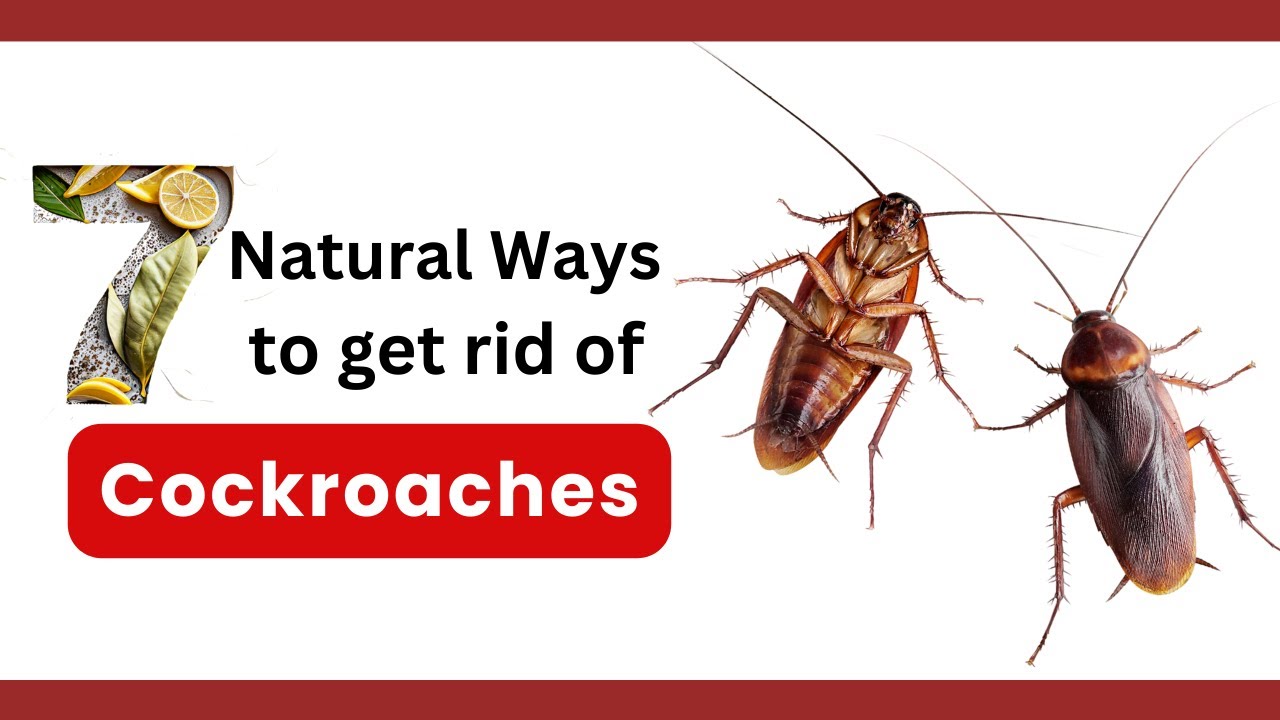How to Get Rid of Cockroaches Fast! 7 Natural Methods - YouTube