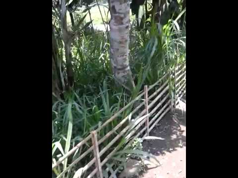 bibit rumput odot kebumen bibit rumput odot kebumen