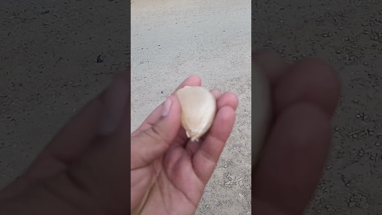 G1 garlic 🧄 seed available for order wattapp 03179873690