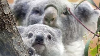 埼玉県こども動物自然公園　子育ての季節