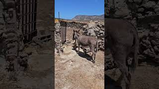 Asinara - остров в 3 км к северу от Сардинии, заброшенная колония, нац.парк, населён дикими ослами.