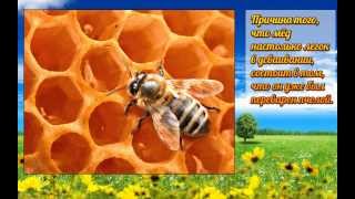 Интересные Факты, Interesting Facts. Факты о животных. Интересные Факты, Interesting Facts. Факты о животных.