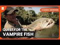 Vampire fish hunt  chasing monsters  s02 ep09  nature  adventure documentary