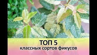 Топ 5 классных сортов фикусов