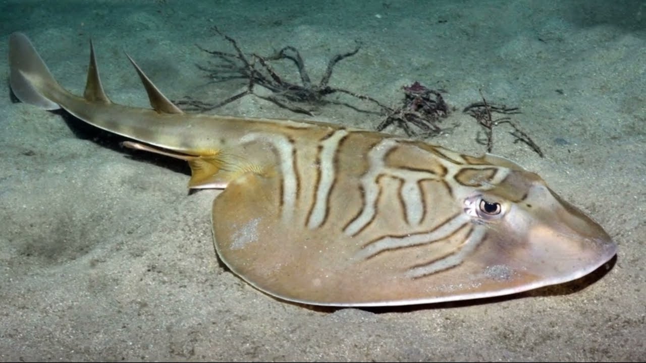 Facts: The Fiddler Ray