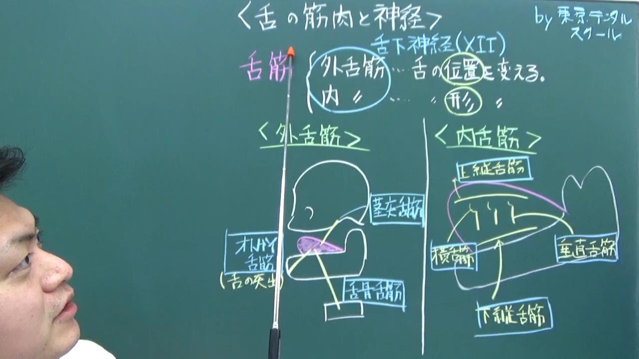 外舌筋と内舌筋　３分で分かる解剖学