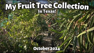 Explore My Amazing Fruit Tree Collection (October 2024)!