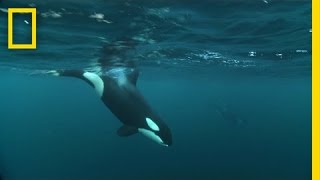 Watch Killer Whales and Humpbacks Hunt Together | National Geographic