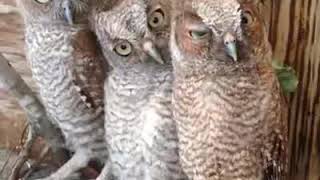 可愛動物的逗趣影片 20190628