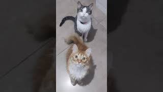 Please Go Away - The Kiffness #popmusic