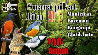 🔴 Suara Pikat Burung Ribut Sangat ampuh memanggil burung liar datang