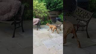 5 and a half month old Rhodesian Ridgeback puppy in yard