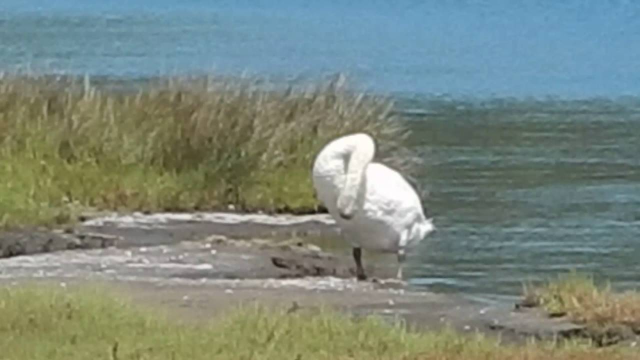 Bουβόκυκνοι (Cygnus Olor)