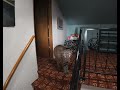 RAW: Kirkland homeowner finds bobcat inside home