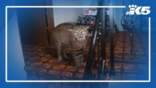 RAW: Kirkland homeowner finds bobcat inside home