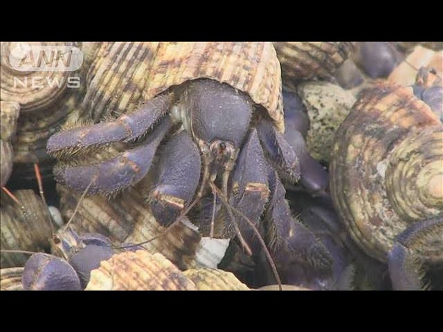 国の天然記念物オカヤドカリ約160kg 無許可で所持か　男3人逮捕(2025年5月7日)