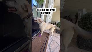 Download Lagu When Your Dog Visits So Much the Neighbor Installs Her Own Doorbell MP3 Download Lagu When Your Dog Visits So Much the Neighbor Installs Her Own Doorbell MP3