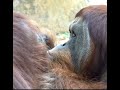 彼女のお尻にキスするオランウータン/ Orangutan kissing girlfriend's bottom #Shorts