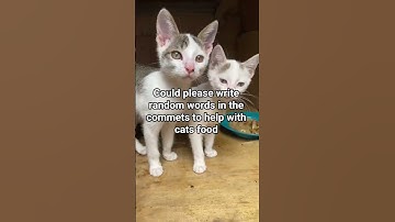 Please help with cats food donate to the link in the description. Thank you be blessed #sad #cats