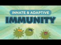 Innate  adaptive immunity