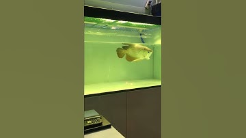 Cá rồng highback phượng hoàng