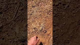 Arrowhead tip for beginners. #arrowhead #artifact #howto #tips #tricks #shorts #youtubeshorts