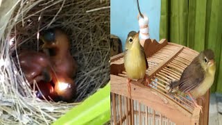 the development of prenjak meow birds aged 1 day to 22 days