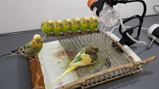Lets Make an Automatic Bath Tub pool for birds