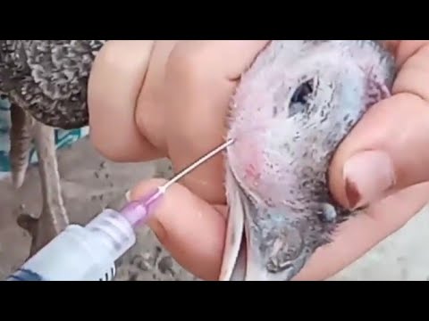 علاج انتفاخ وورم وش الرومى واسبابه