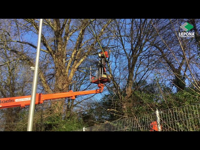 Boomverzorging door Lepona Tuinarrangeurs (ETW)