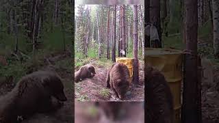 Медвежонок нашёл бонус. The teddy bear found a bonus. #shorts #фотоловушка #медведь