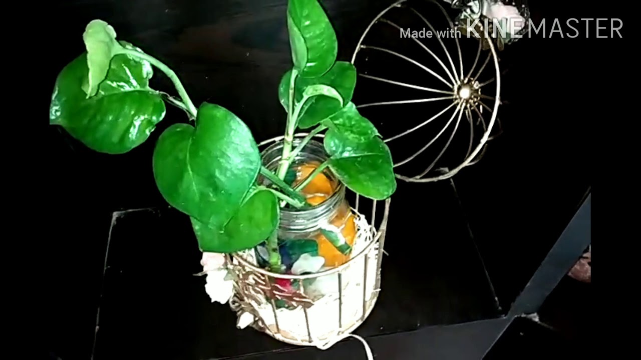 How to propagate Money Plant in Water. YouTube