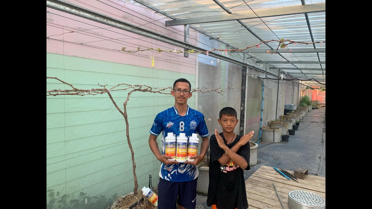 ดอเม็กซ์ไม่มี อย่าเพิ่งตกใจ ฟังคลิปนี้ให้จบ คุณจะสบายใจ ยังไงองุ่นก็แตกตา