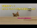 【プチDIY】キャットウォークにセンサーライトつけてみた