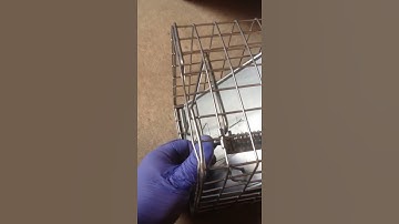 how to catch squirrels! Catching squirrels & other pests w/ live animal trap. Easy!