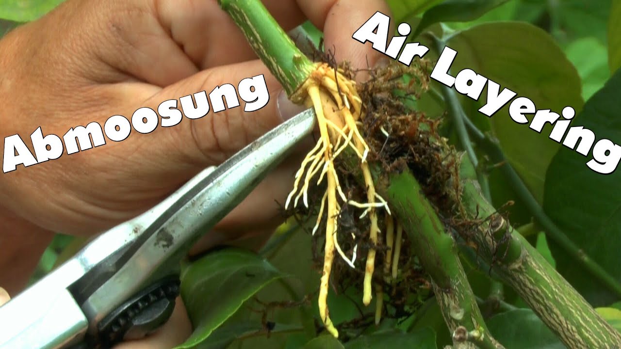 Zitronen durch abmoosen vermehren Air Layering