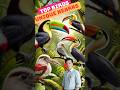 10 Birds with Beaks You Won't Believe Exist #facts #fascinatingwildlife #animals