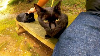 ベンチに黒猫コンビが座っていたので一緒に座ってナデナデしてきた