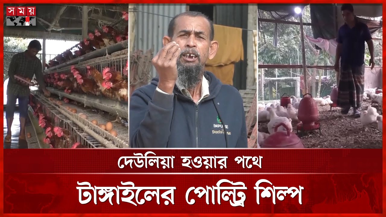 টাঙ্গাইলে পানির দামে বিক্রি হচ্ছে ডিম ও মুরগি | Tangail Poultry Farm | Poultry Chicken | Somoy TV