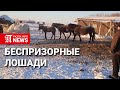 Беспризорные лошади