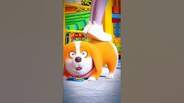 Moco dances when he hears music🐕😀#moco #shorts #edit