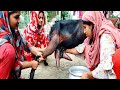 How to milk a goat l Goat milking by Hand l km village tradition